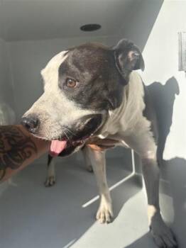 A660779 -  Pit Bull Terrier and Mixed Breed Dog for Adoption in Houston, Texas - A660779 | PetCurious