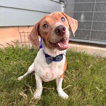 Boone -  Chihuahua and Dachshund Dog for Adoption in Martinez, California - Boone | PetCurious