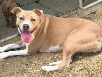 Rescue Pit Bull Terrier Dogs for Adoption in Horn Lake, Mississippi - Lizzie | PetCurious