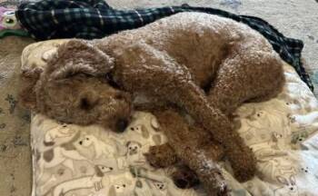 Calvin -  Poodle and Mixed Breed Dog for Adoption in Kansas City, Missouri - Calvin | PetCurious