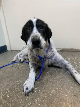 Rescue Mixed Breed Dogs for Adoption in Ocala, Florida - Paw-Paw | PetCurious