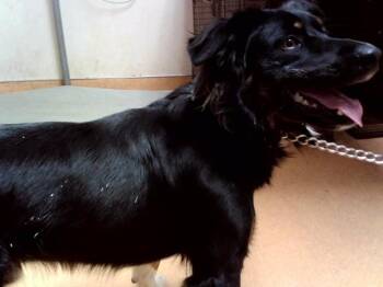 CONVOY -  Australian Shepherd and Mixed Breed Dog for Adoption in Martinez, California - CONVOY | PetCurious