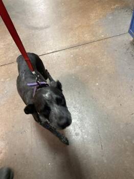 PEPPER -  Catahoula Leopard Dog and Mixed Breed Dog for Adoption in Dallas, Texas - PEPPER | PetCurious
