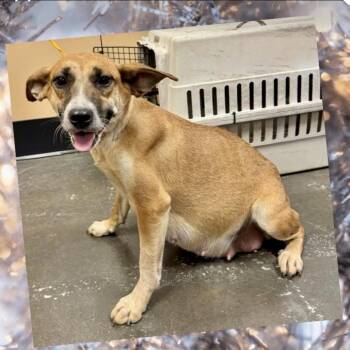 Esther 06-2331 -  Cattle Dog and Mixed Breed Dog for Adoption in Tyrone, Georgia - Esther 06-2331 | PetCurious