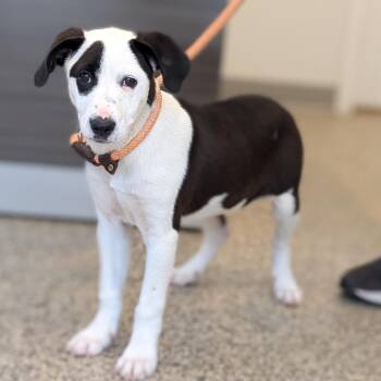 KIKI -  Labrador Retriever and Terrier Dog for Adoption in Cranston, Rhode Island - KIKI | PetCurious