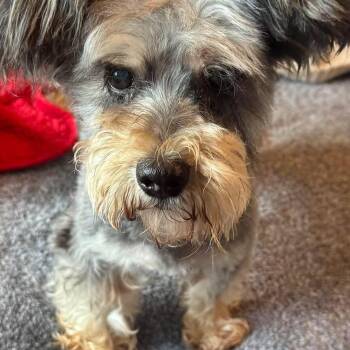 Fluffy -  Miniature Schnauzer Dog for Adoption in Baton Rouge, Louisiana - Fluffy | PetCurious