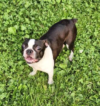 Taylor -  Boston Terrier Dog for Adoption in Trumansburg, New York - Taylor | PetCurious
