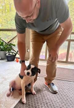 Rescue Boston Terrier and Mixed Breed Dogs for Adoption in Pennington, New Jersey - Brooke | PetCurious