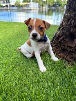 Beacon -  Chihuahua and Rat Terrier Dog for Adoption in Sunrise, Florida - Beacon | PetCurious