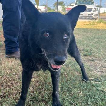 Rafferty -  German Shepherd Dog and Mixed Breed Dog for Adoption in Austin, Texas - Rafferty | PetCurious