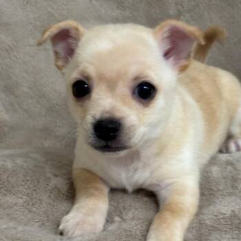 Eggo -  Mixed Breed Dog for Adoption in Medford, Oregon - Eggo | PetCurious