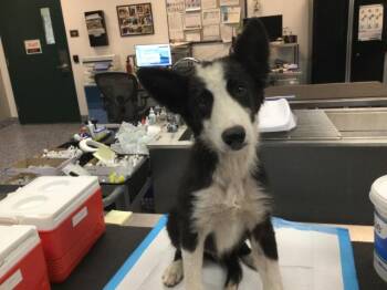 Border Collie Dogs Available for Adoption in Thousand Palms, California - ALEC | PetCurious