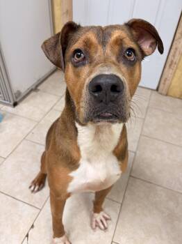 Porkchop -  Black Mouth Cur Dog for Adoption in St. Augustine, Florida - Porkchop | PetCurious