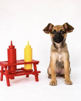Slider -  Chihuahua Dog for Adoption in Palo Alto, California - Slider | PetCurious