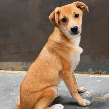 Oakley -  Shepherd Dog for Adoption in Rockville, Maryland - Oakley | PetCurious