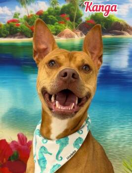 Kanga -  Mixed Breed Dog for Adoption in Flint, Michigan - Kanga | PetCurious