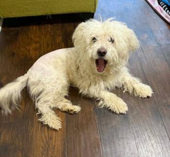 Poodle and West Highland White Terrier Westie Dogs Available for Adoption - Cosmo | PetCurious