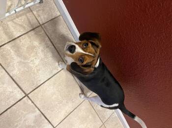 Daisy -  Beagle and Cavalier King Charles Spaniel Dog for Adoption in Elk Grove, California - Daisy | PetCurious