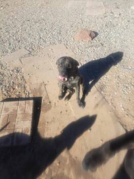 Rescue Shepherd Dogs for Adoption in Los Lunas, New Mexico - Lisa's Oscar | PetCurious