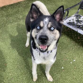 Siberian Husky and Mixed Breed Dogs Available for Adoption in Providence, Rhode Island - Panda | PetCurious