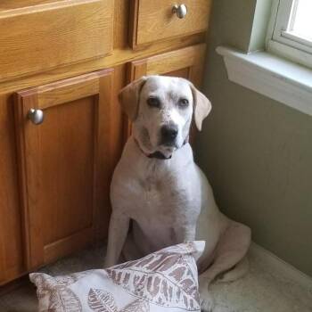 Petals -  Mixed Breed Dog for Adoption in New York, New York - Petals | PetCurious