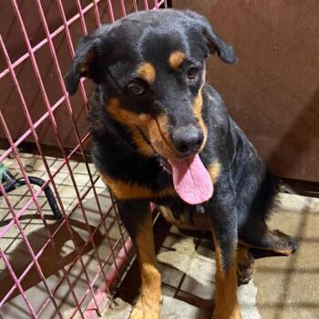 Angel -  Rottweiler Dog for Adoption in Madill, Oklahoma - Angel | PetCurious