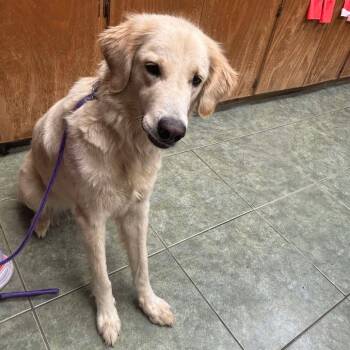 Rescue Golden Retriever Dogs for Adoption in Otisfield, Maine - Pearl | PetCurious