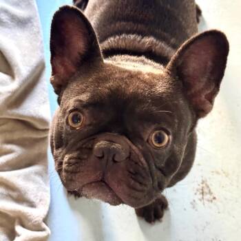 Ashoka -  French Bulldog Dog for Adoption in Goleta, California - Ashoka | PetCurious