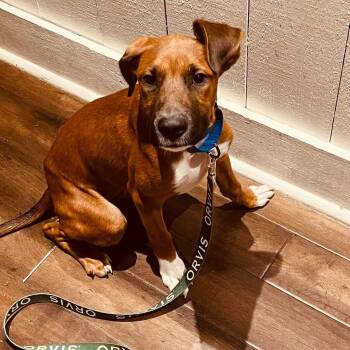 Ace -  Mountain Cur Dog for Adoption in Avondale, Pennsylvania - Ace | PetCurious