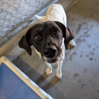 Rescue Beagle Dogs for Adoption in Jasper, Indiana - Peppermint Patty | PetCurious