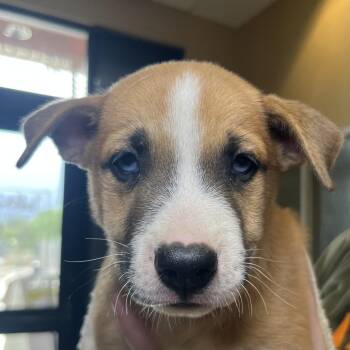 Azhar -  Mixed Breed Dog for Adoption in Palm Springs, California - Azhar | PetCurious