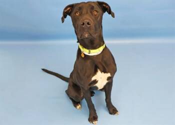Labrador Retriever and Mixed Breed Dogs Available for Adoption in Colorado Springs, Colorado - MAVERICK | PetCurious
