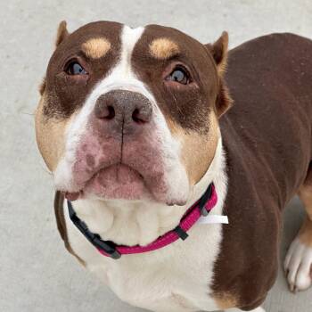 Rescue Mixed Breed Dogs for Adoption in Matteson, Illinois - Delilah | PetCurious