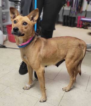 Rescue Mixed Breed Dogs for Adoption in Chillicothe, Ohio - Chi Chi | PetCurious