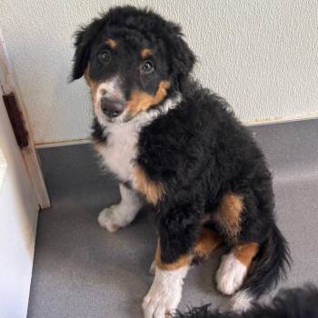 Australian Shepherd and Standard Poodle Dogs Available for Adoption in Loxahatchee Groves, Florida - Anchor 6190 | PetCurious