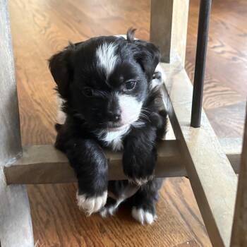 Shih Tzu Dogs Available for Adoption in Aberdeen, North Carolina - Cadbury | PetCurious