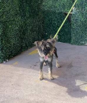 61065072 -  Schnauzer and Mixed Breed Dog Available for Adoption in El Paso, Texas - 61065072 | PetCurious
