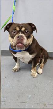 Millie -  Staffordshire Bull Terrier Dog for Adoption in Portland, Maine - Millie | PetCurious