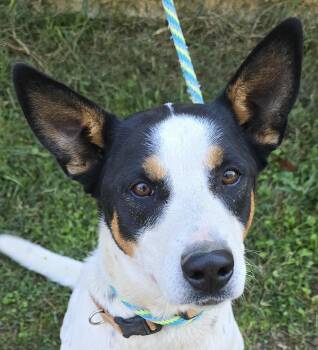 Rescue Australian Kelpie and Australian Cattle Dog Blue Heeler Dogs for Adoption in Newport, Tennessee - Spade | PetCurious
