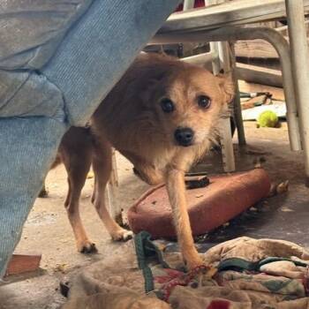 Chihuahua and Mixed Breed Dogs Available for Adoption - Cameron | PetCurious