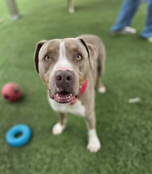 Forest -  American Staffordshire Terrier and Pit Bull Terrier Dog for Adoption in Sparta, Wisconsin - Forest | PetCurious