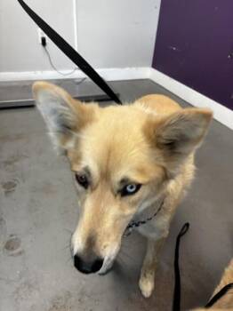 Betty Davis -  Labrador Retriever and Husky Dog for Adoption in Salt Lake City, Utah - Betty Davis | PetCurious
