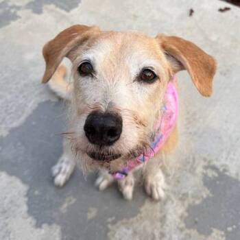 Pippa -  Terrier Dog for Adoption in Ramona, California - Pippa | PetCurious