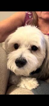 TEDDY -  Maltese and Shih Tzu Dog for Adoption in Newaygo, Michigan - TEDDY | PetCurious