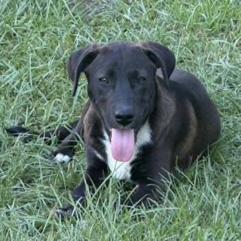 Sasha -  Black Labrador Retriever and Hound Dog for Adoption in Bethpage, New York - Sasha | PetCurious