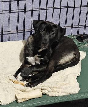 Dorian-New Hampshire -  Black Labrador Retriever Dog for Adoption in Plainfield, New Hampshire - Dorian-New Hampshire | PetCurious