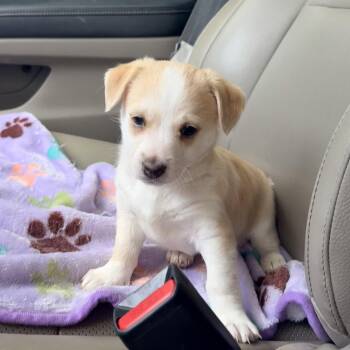Apricot -  Pembroke Welsh Corgi Dog for Adoption in Penryn, California - Apricot | PetCurious
