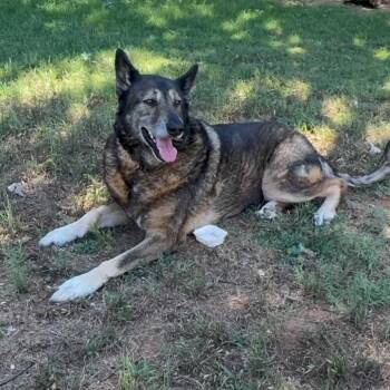 Josie -  Shepherd and Mixed Breed Dog for Adoption in Pelham, New Hampshire - Josie | PetCurious