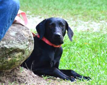 Addie -  Labrador Retriever Dog for Adoption in Willingboro, New Jersey - Addie | PetCurious