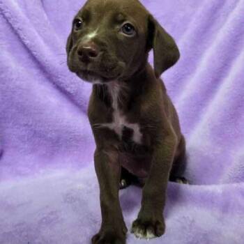 Bit Tu -  Labrador Retriever and Husky Dog for Adoption in Carencro, Louisiana - Bit Tu | PetCurious